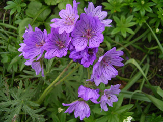 Name:  geranium_tuberosum1.jpg
Views: 3502
Size:  37.6 KB