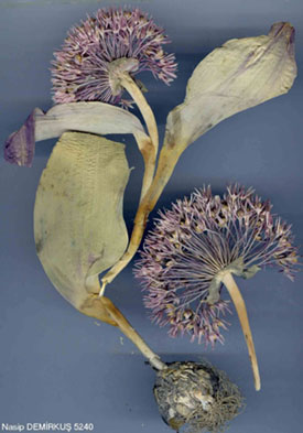 Name:  Alliumakaka.jpg
Views: 1752
Size:  42.0 KB