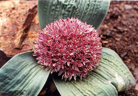 Name:  Alliumakaka1.jpg
Views: 2024
Size:  43.9 KB