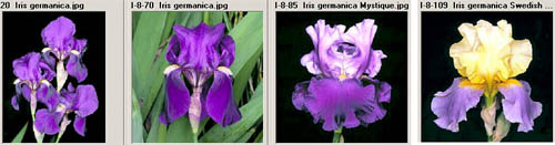 Name:  german.jpg
Views: 3158
Size:  34.4 KB