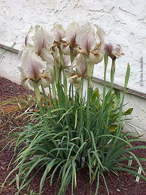 Name:  Iris_gatesii10_JL.jpg
Views: 1176
Size:  61.0 KB