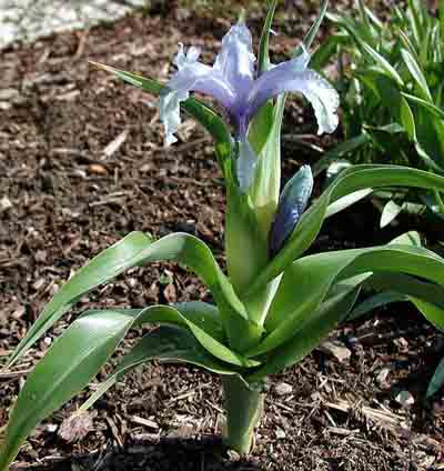 Name:  Iris_aucheri.jpg
Views: 899
Size:  69.3 KB
