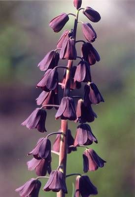 Name:  fritillaria_persica_(aldyaman).jpg
Views: 3117
Size:  16.8 KB