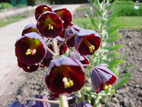 Name:  fritillaria_persica.jpg
Views: 2599
Size:  48.3 KB