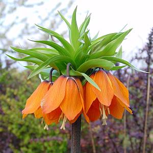 Name:  terslale.jpg
Views: 10517
Size:  17.1 KB