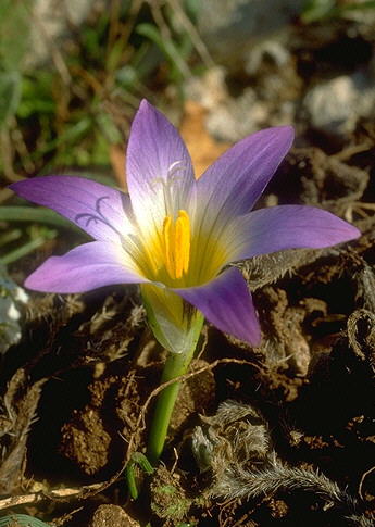 Name:  romulea.jpg
Views: 1163
Size:  37.0 KB