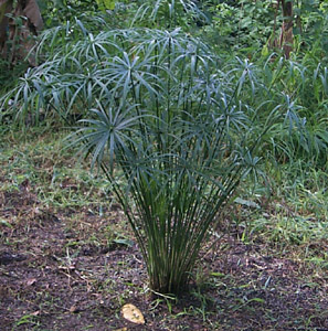 Name:  cyperus_alternifolius.jpg
Views: 5660
Size:  57.4 KB