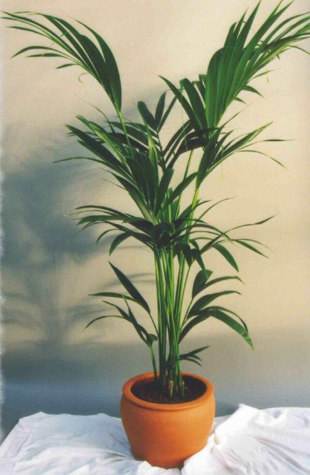 Name:  Howeia forsteriana.jpg
Views: 8246
Size:  64.0 KB