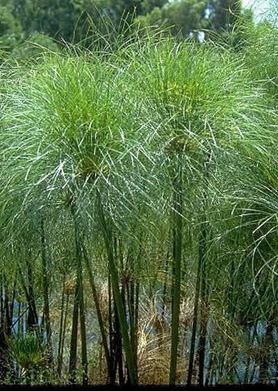 Name:  CyperusPapyrus.jpg
Views: 10363
Size:  45.6 KB