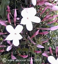 Name:  polianthum.jpg
Views: 5865
Size:  18.3 KB