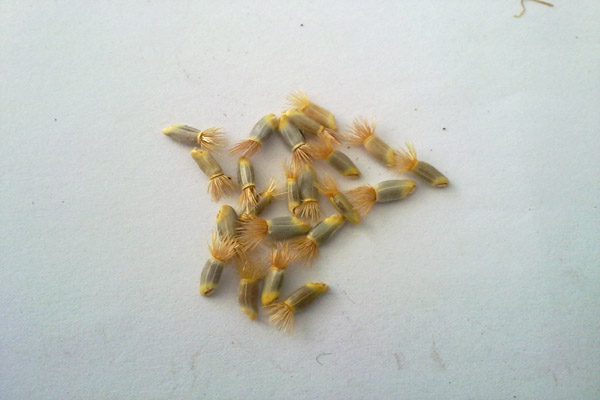 Name:  Peygambercicegi.jpg
Views: 15366
Size:  59.7 KB