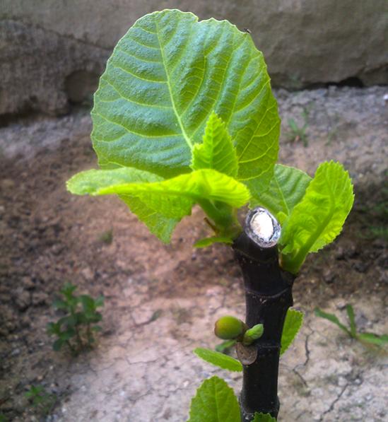 Name:  sari_lop_incir.jpg
Views: 40543
Size:  49.1 KB