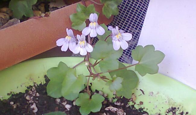Name:  Nakka detay.jpg
Views: 1448
Size:  34.4 KB