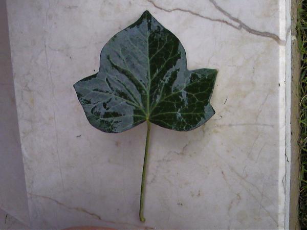 Name:  Photo-0078.jpg
Views: 28828
Size:  29.5 KB