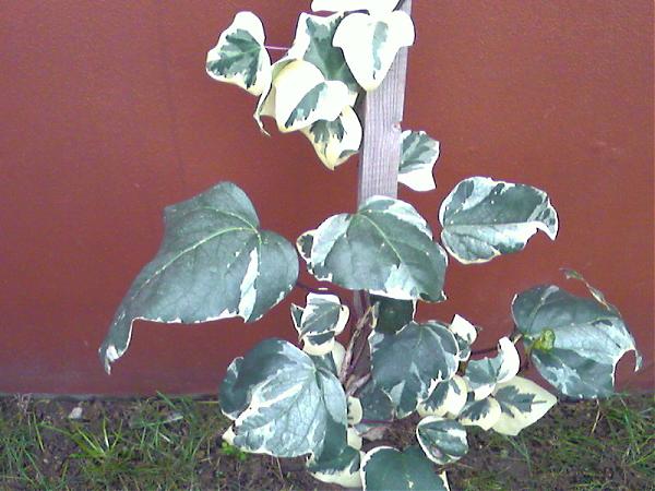 Name:  Photo-0098.jpg
Views: 28382
Size:  47.1 KB