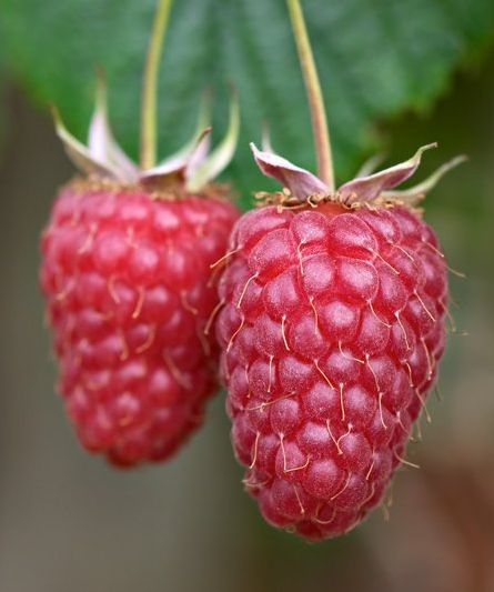 Name:  rubus_idaeus.jpg
Views: 3186
Size:  33.2 KB