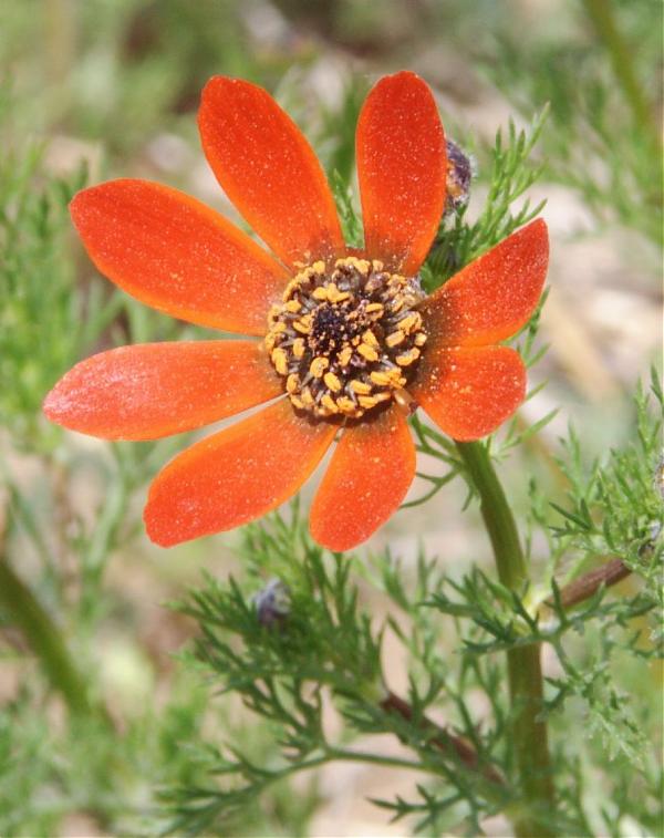 Name:  derya adonis.jpg
Views: 2281
Size:  62.3 KB