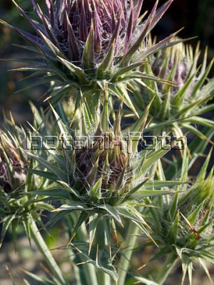 Name:  Ptilostemon afer1.jpg
Views: 1431
Size:  38.0 KB