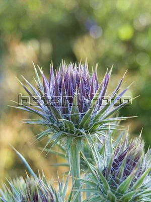 Name:  Ptilostemon afer.jpg
Views: 1215
Size:  27.1 KB