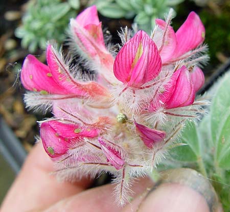 Name:  Ebenus laguroides.jpg
Views: 1237
Size:  34.7 KB