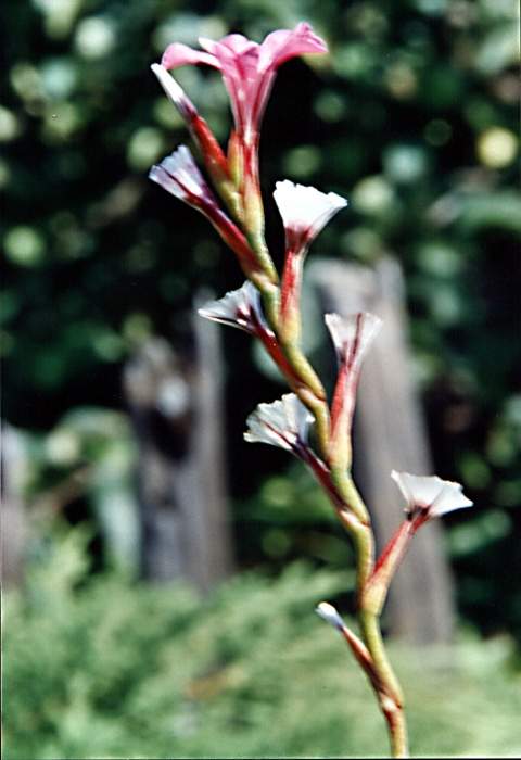 Name:  Acantholimon kotschyi.jpg
Views: 912
Size:  33.6 KB