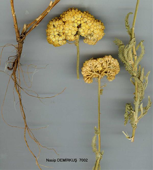 Name:  Achillea-coarctata-POIR.jpg
Views: 1837
Size:  53.5 KB