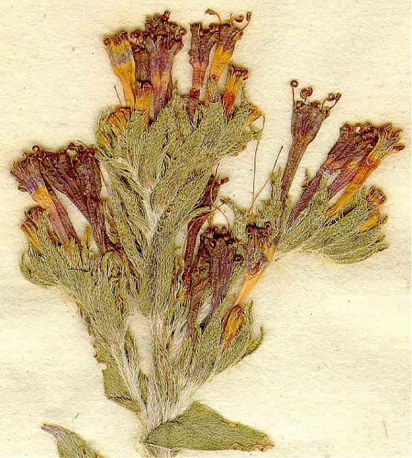 Name:  Moltkia coerulea.jpg
Views: 1368
Size:  112.0 KB