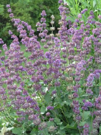 Name:  Salvia verticillata.jpg
Views: 8145
Size:  47.7 KB