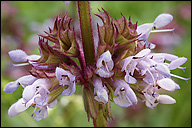 Name:  Salvia vert..jpg
Views: 3326
Size:  50.4 KB