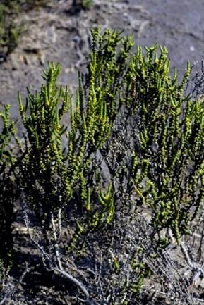 Name:  halocnemum_strobilaceum_01.jpg
Views: 2665
Size:  41.1 KB