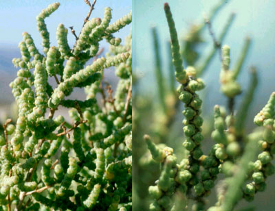 Name:  Halocnemum strobilaceum.jpg
Views: 2082
Size:  39.1 KB