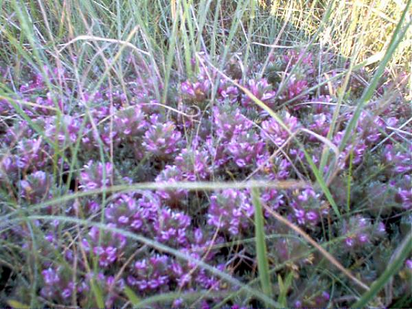 Name:  Astragalus plumosus.jpg
Views: 1650
Size:  69.2 KB