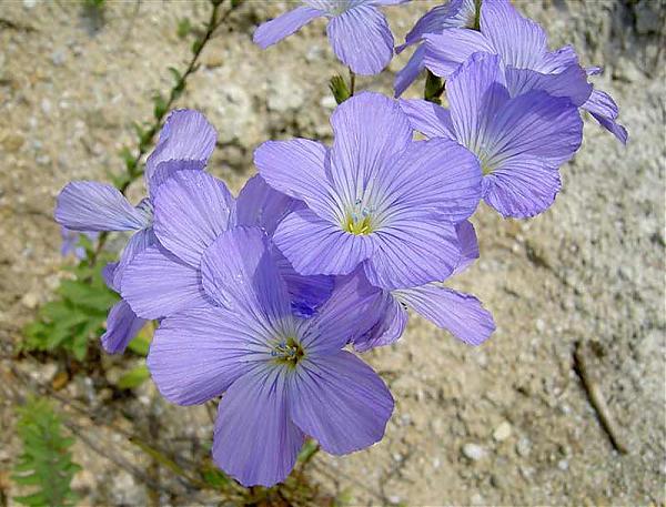 Name:  Linum-hirsutum-1.jpg
Views: 1652
Size:  57.2 KB
