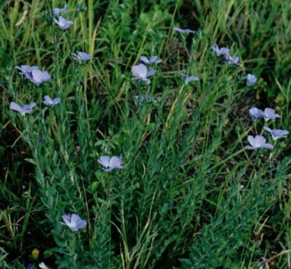 Name:  Linum hirsutum.jpg
Views: 2013
Size:  43.7 KB