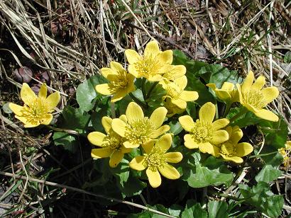 Name:  Caltha polypetala.jpg
Views: 1298
Size:  48.5 KB