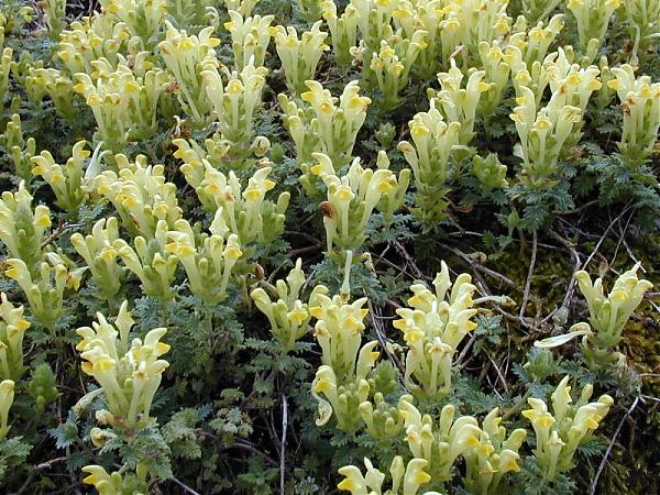 Name:  Scutellaria orientalis.jpg
Views: 2628
Size:  90.8 KB