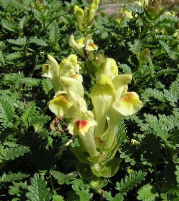 Name:  Scutellaria orientalis1.jpg
Views: 2031
Size:  42.6 KB