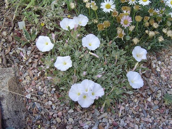 Name:  Convolvulus compactus.jpg
Views: 3301
Size:  99.5 KB