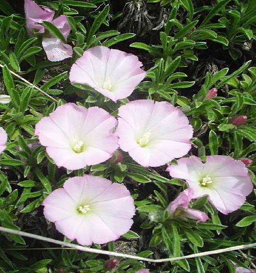 Name:  Convolvulus assyricus yaar uluta.jpg
Views: 2297
Size:  69.9 KB