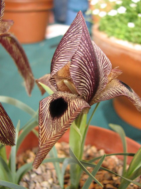 Name:  iris sprngeri.jpg
Views: 2575
Size:  64.9 KB