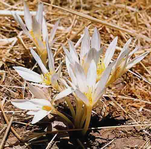 Name:  colchicum kotschyi.jpg
Views: 1889
Size:  70.0 KB