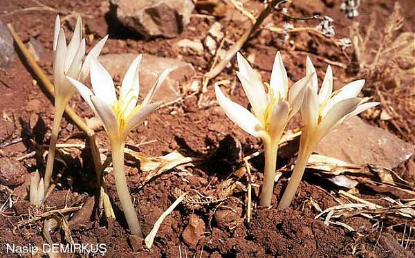 Name:  Colchicum%20kotschyi.jpg
Views: 1940
Size:  69.9 KB