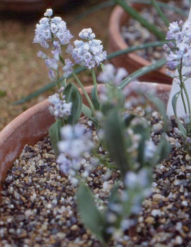 Name:  Hyacinthella-campanulata.jpg
Views: 1227
Size:  34.6 KB