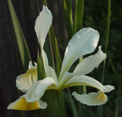Name:  I_orientalis-web.jpg
Views: 1311
Size:  17.8 KB
