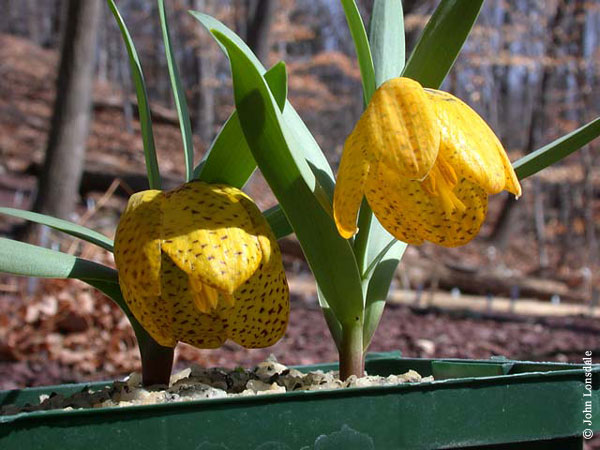 Name:  Fritillaria_aurea17_JL.jpg
Views: 1984
Size:  68.5 KB