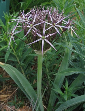 Name:  AlliumCristophii050520b.jpg
Views: 1808
Size:  50.5 KB