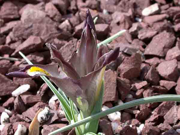 Name:  Iris_galatica3_JL.jpg
Views: 987
Size:  56.7 KB