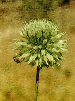Name:  allium-nevsehirense.jpg
Views: 2047
Size:  17.4 KB