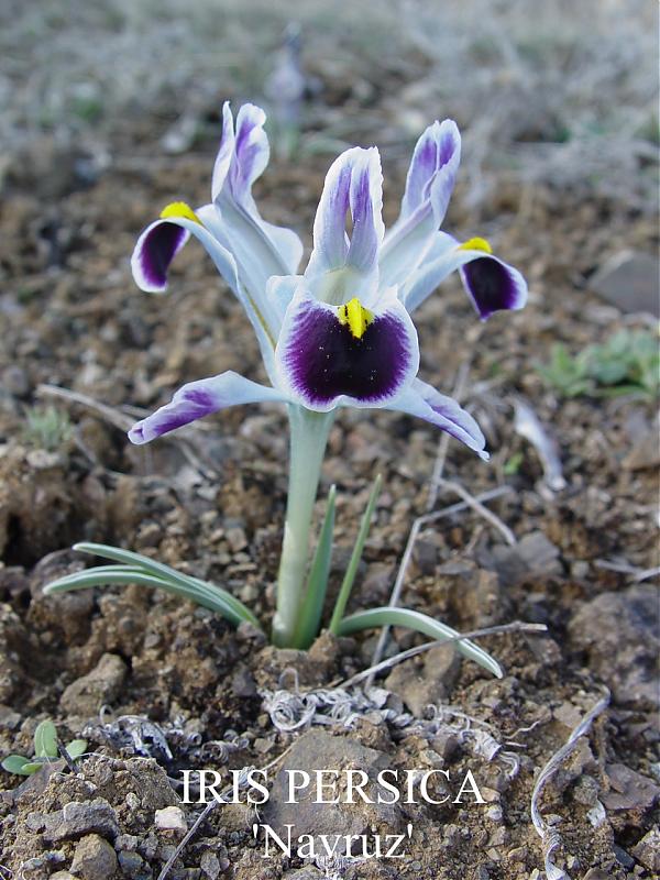 Name:  navruz_yc.jpg
Views: 20067
Size:  89.5 KB