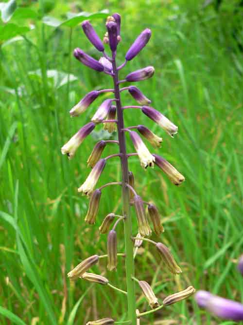Name:  bellevalia modesta.jpg
Views: 1743
Size:  49.3 KB